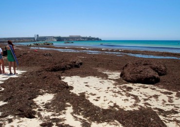 La empresa española Beach Trotters, s.l. puede ayudar en la lucha contra la invasión de las algas asiáticas (Rugolopterix Okamurae ), en las playas turísticas del sur de España.